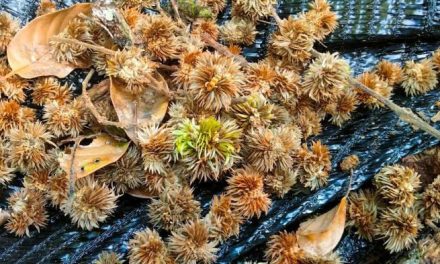 Fakta Menarik! Pohon Saninten Yang Langka Masih Hidup